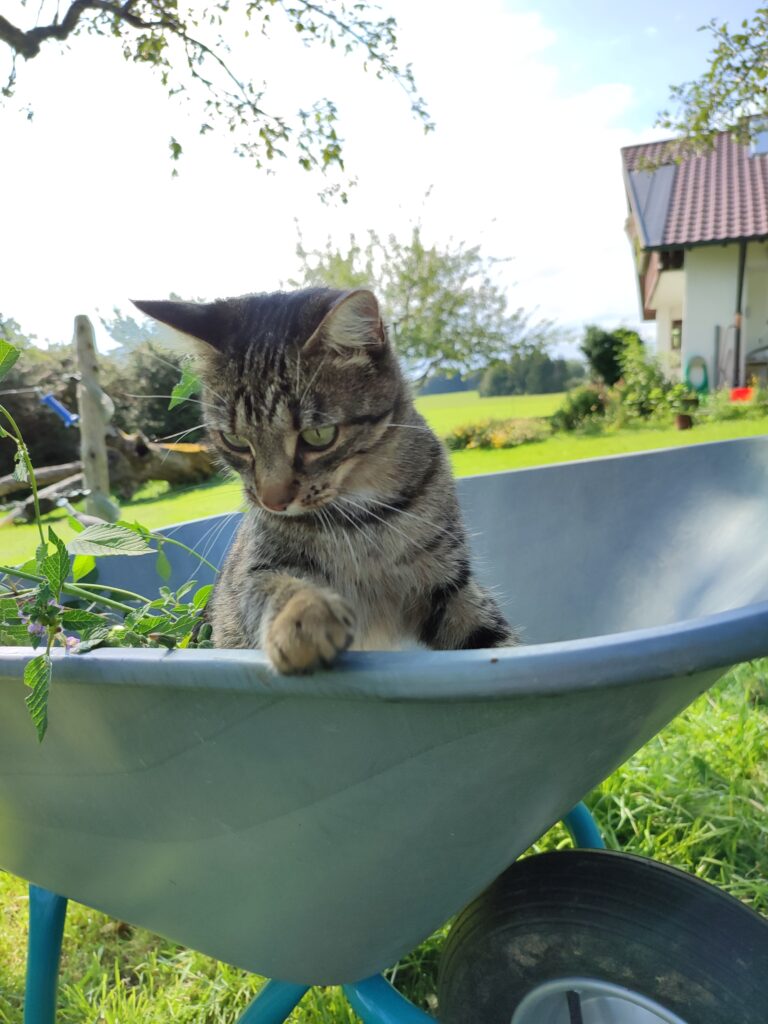 Unsere Katze Luzi sitzt im Schubkarren im Obstgarten