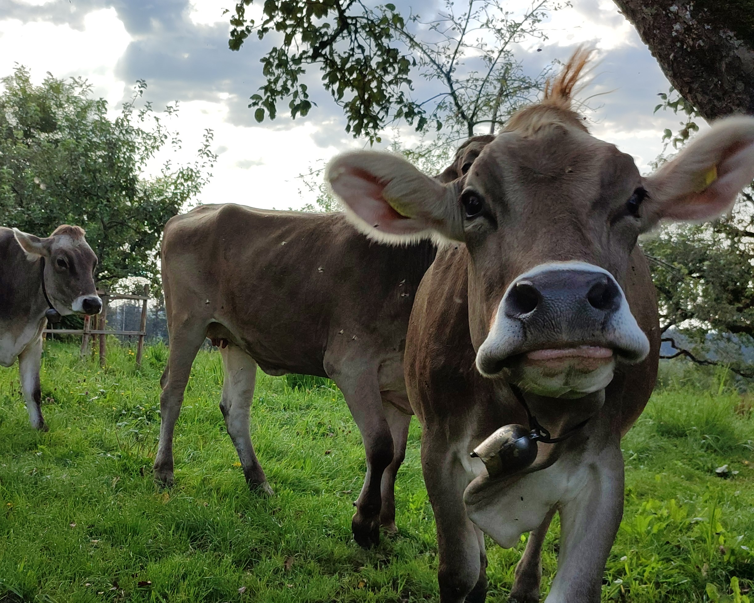 Rinder - Kühe im Obstgarten bei der Ferienwohnung Trifts in Wangen im Allgäu