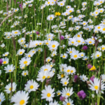 Blumenwiese_in_Trifts_Ferienwohnung_Wangen_im_Allgäu