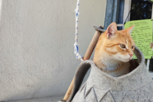 Kater Filou im Filzkorb wartet an der Stadtmauer, um in den 1. Stock gezogen zu werden