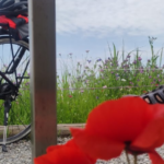 Fahrrad-Hinterrad mit einer leuchtend roten Mohnblume am Radweg Richtung Lindau
