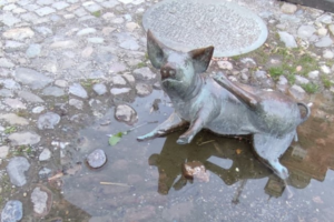 Sau liegt im Wasser des Antoniusbrunnens am Saumarkt